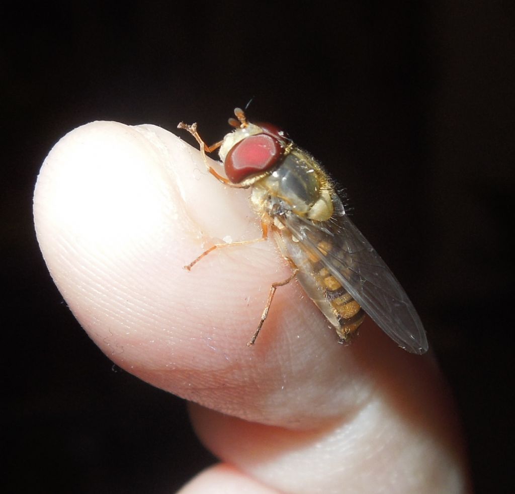 Di che Syrphidae si tratta?  Episyrphus balteatus, maschio